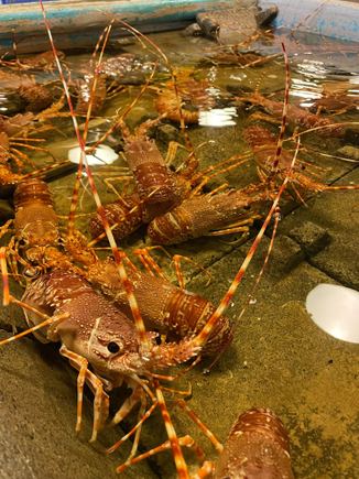 Live seafood
