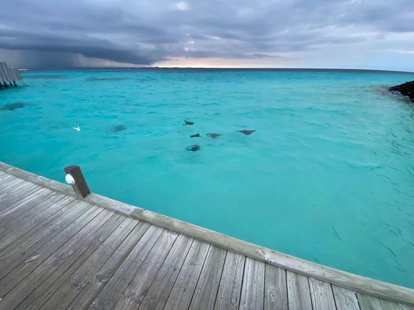 Stingrays near 100 section