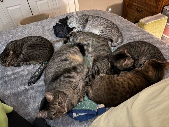 6 cat night at our house