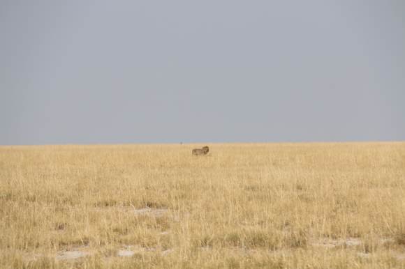 You can just the horn of the blue wildebeest barely sticking out of the grass