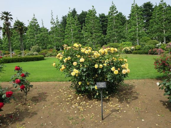 Back in Tokyo-Shinjuku Gyoen National Garden
