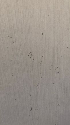 Ant infestation 
