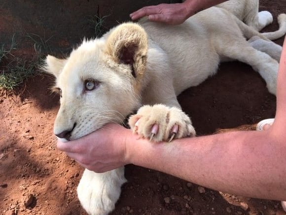Meeting the White Lion cubs at the Rhino and Lion Reserve in Joburg