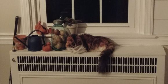 Sleepy warm Kat