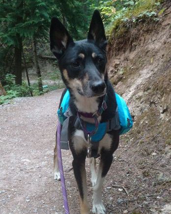 Kia on a hike
