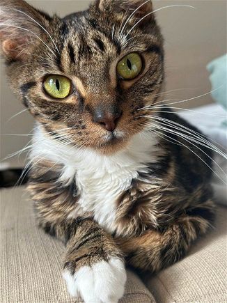 This is Knox. He's in our home as a medical rescue, a 13 week old kitten with serious digestive issues. We think he is on his way to recovery and hopefully will gain enough weight to go to a loving home.  