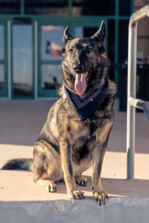 Nala