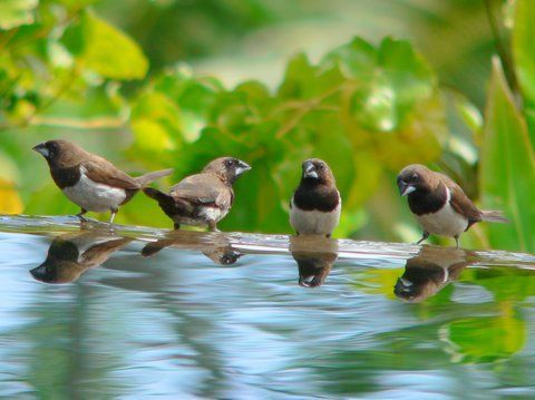 Locals Enjoying Our Pool