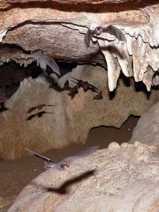 Bat Action