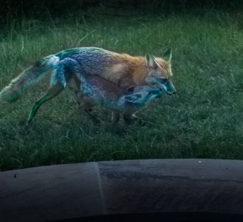 Red Fox