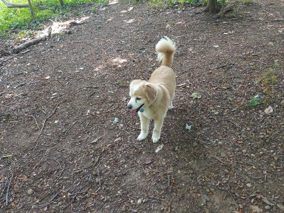 Our sweet rescue Rocket loves to explore the trails in Montrose Park in Georgetown. DC's happiest little guy in certainly living his best life.