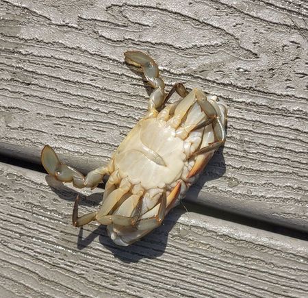 Our largest crab, but too small to keep.