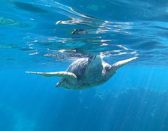 Turtle just off the Andaz beach

