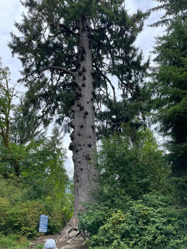 Tallest Sitka Spruce. This would make a lot of Martin guitar tops!