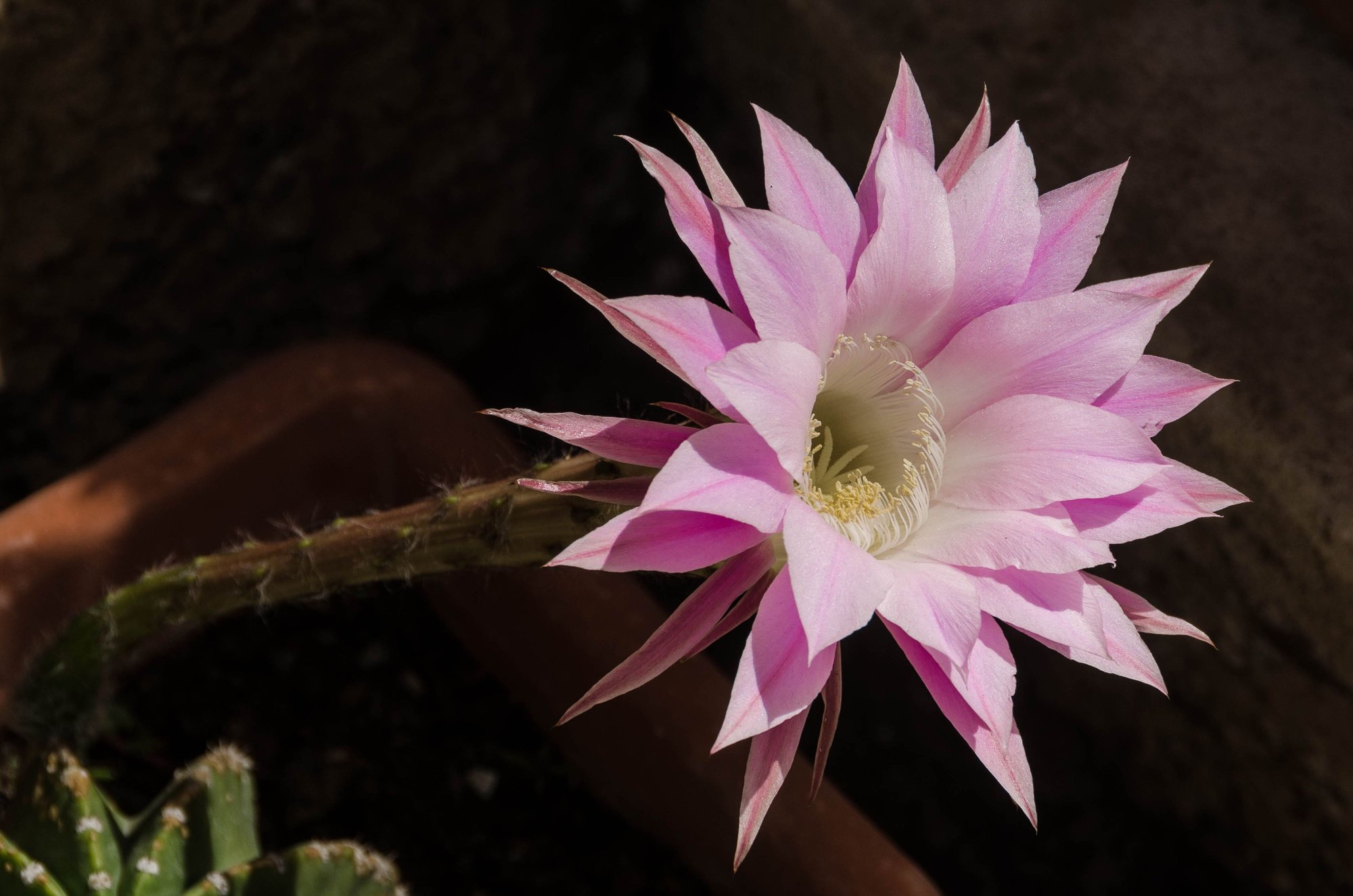 There will be more floral imagery and...