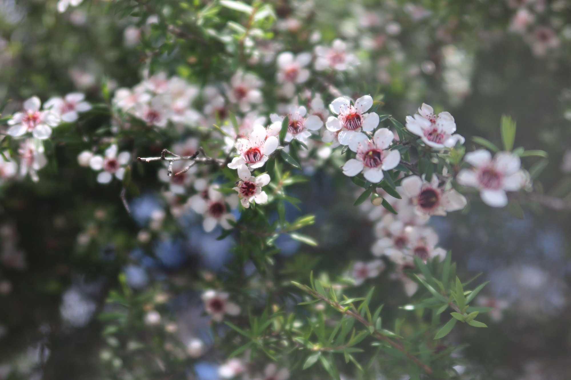 Manuka Flowers