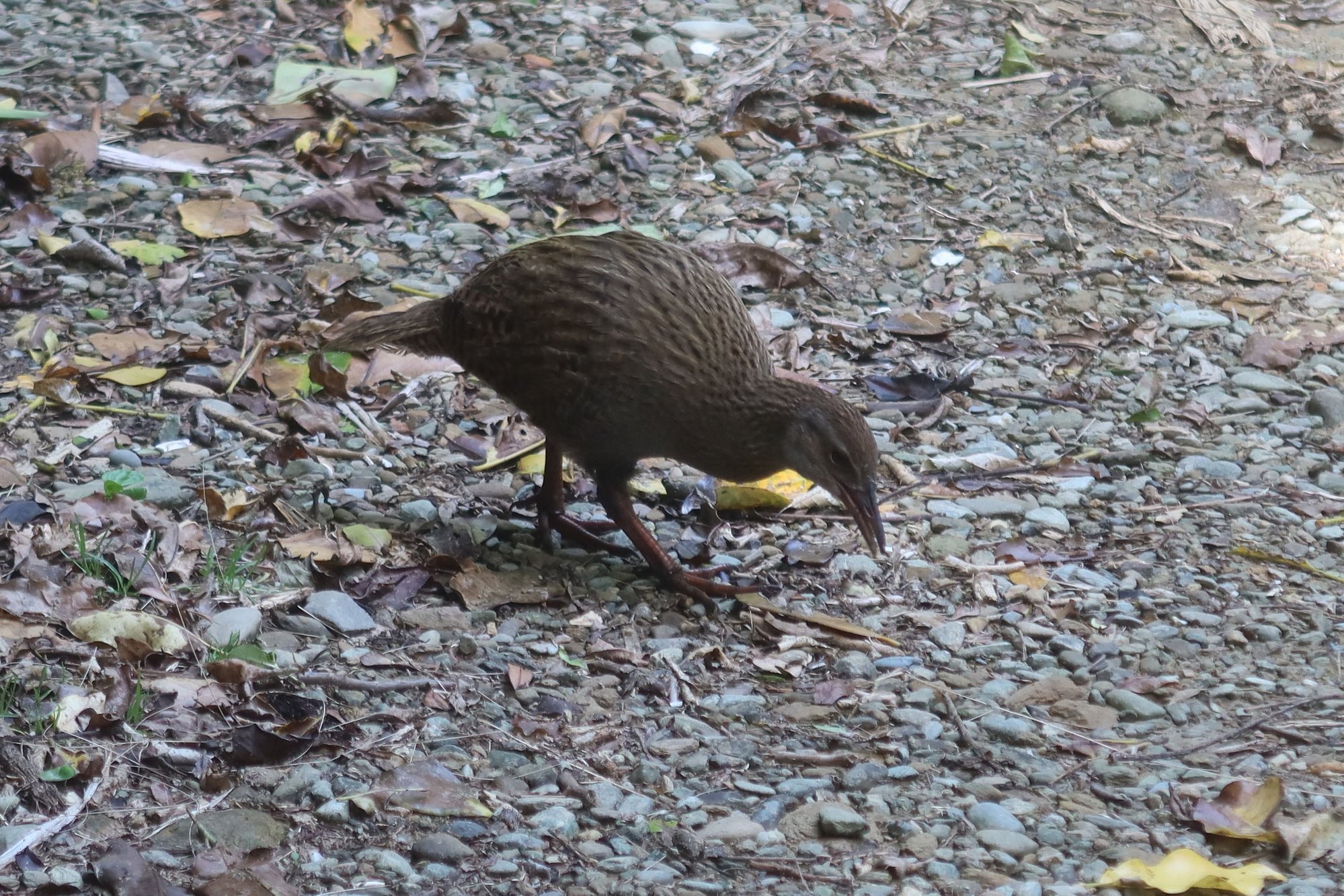Weka near Ship Cove
