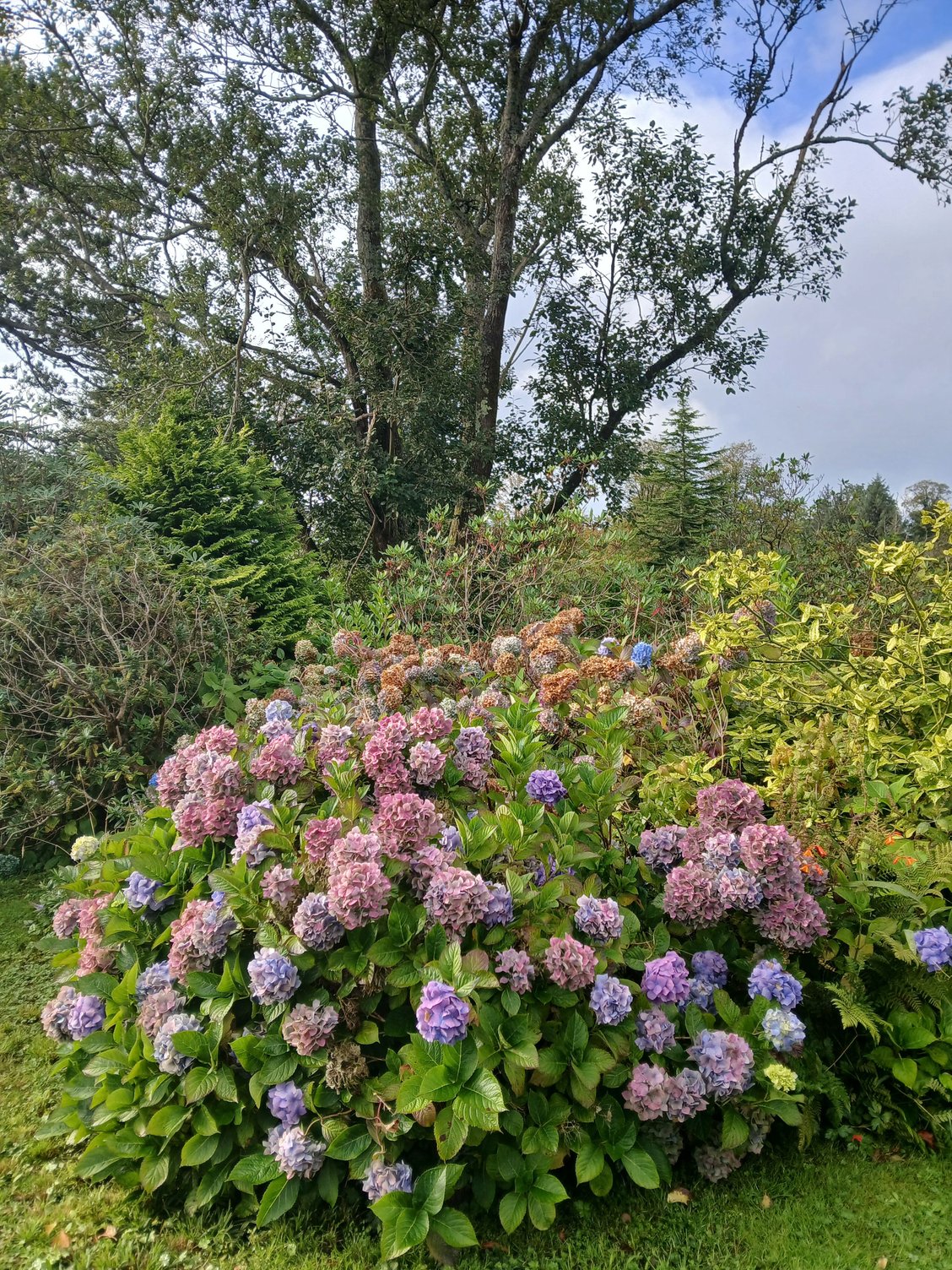 Rhododendrons in bloom, at the Ascog Gardens