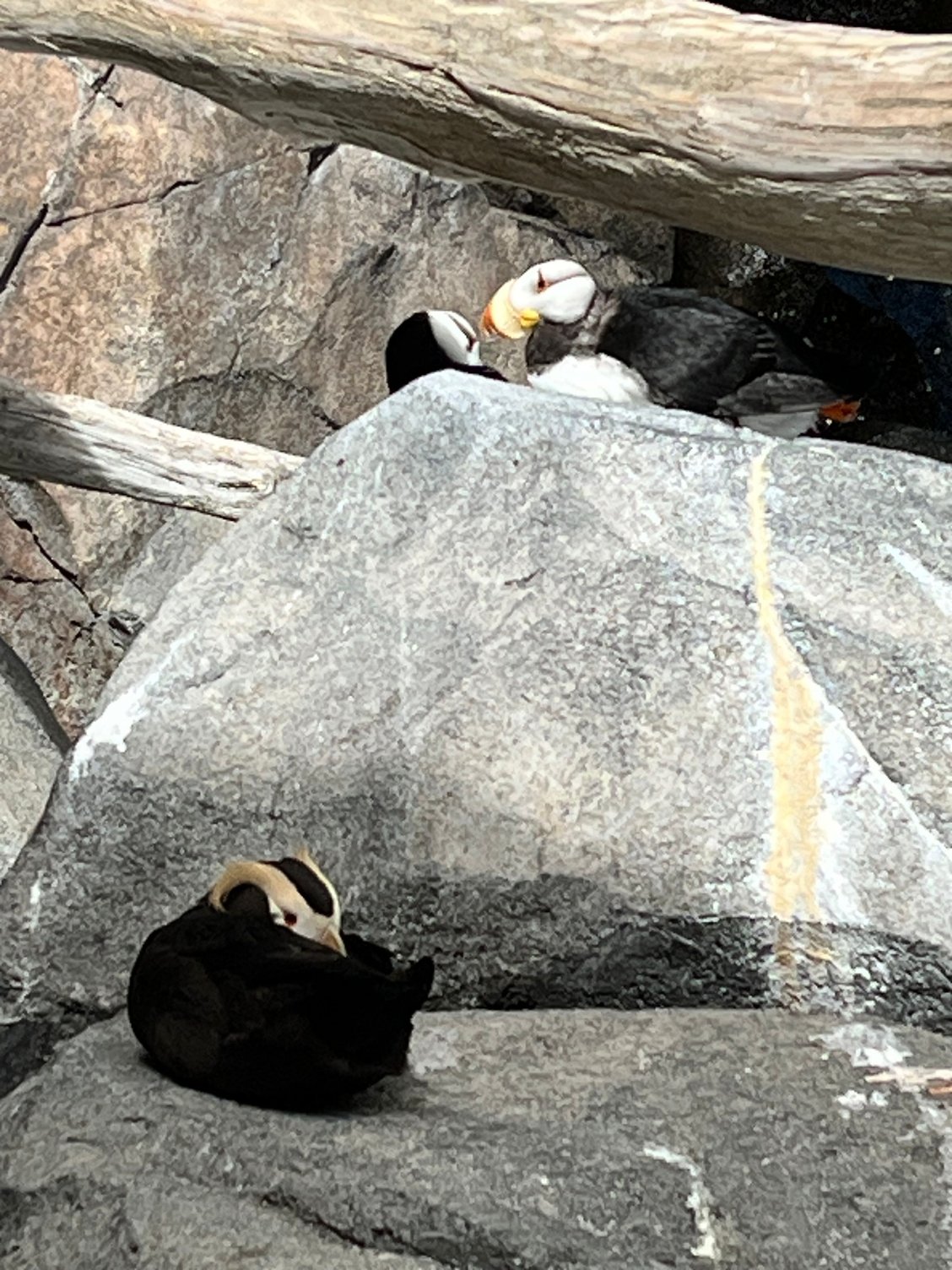 Two types of puffins seen in this area