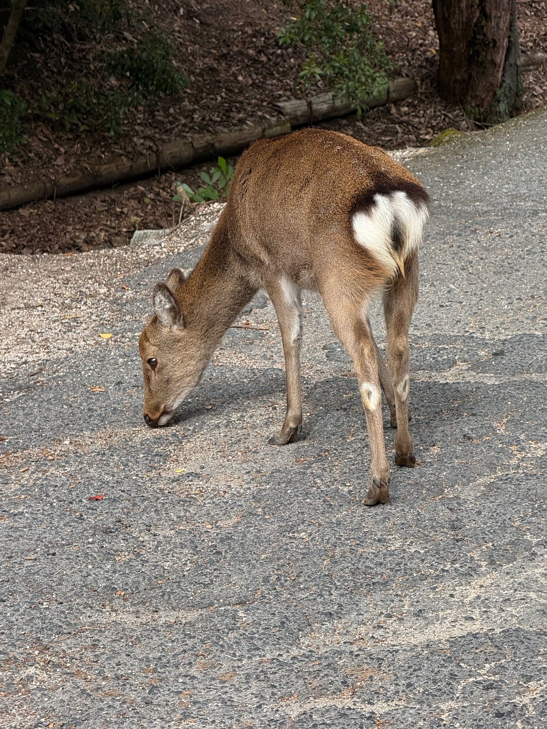 lots of deer wandering around the island, they didn't approach or bother us