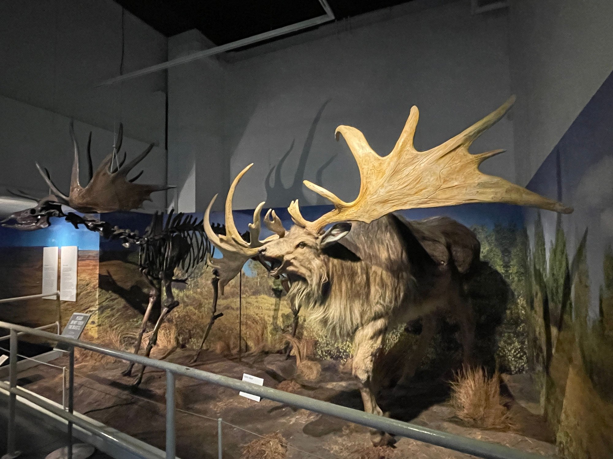 Ulster Museum - inside