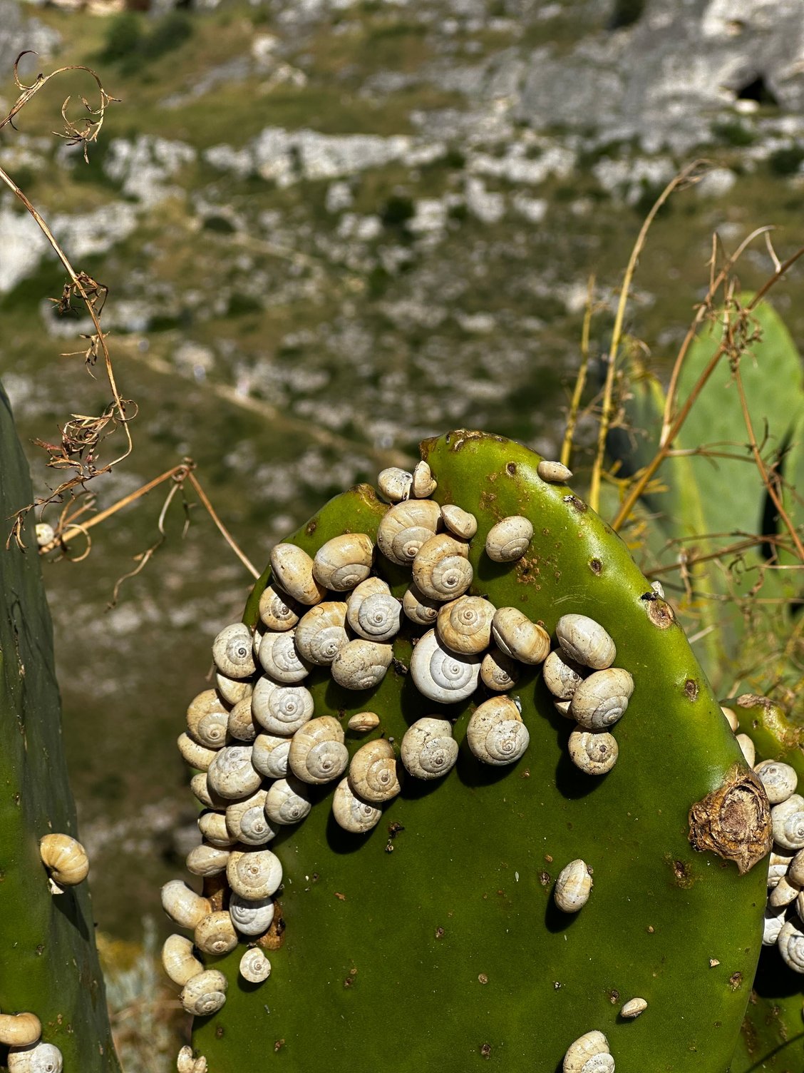 Snails feasting on cactus outside hotel.....why???