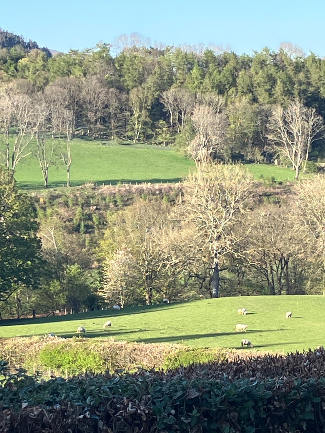 Cottage view - Dee River and railway are among the trees in the middle