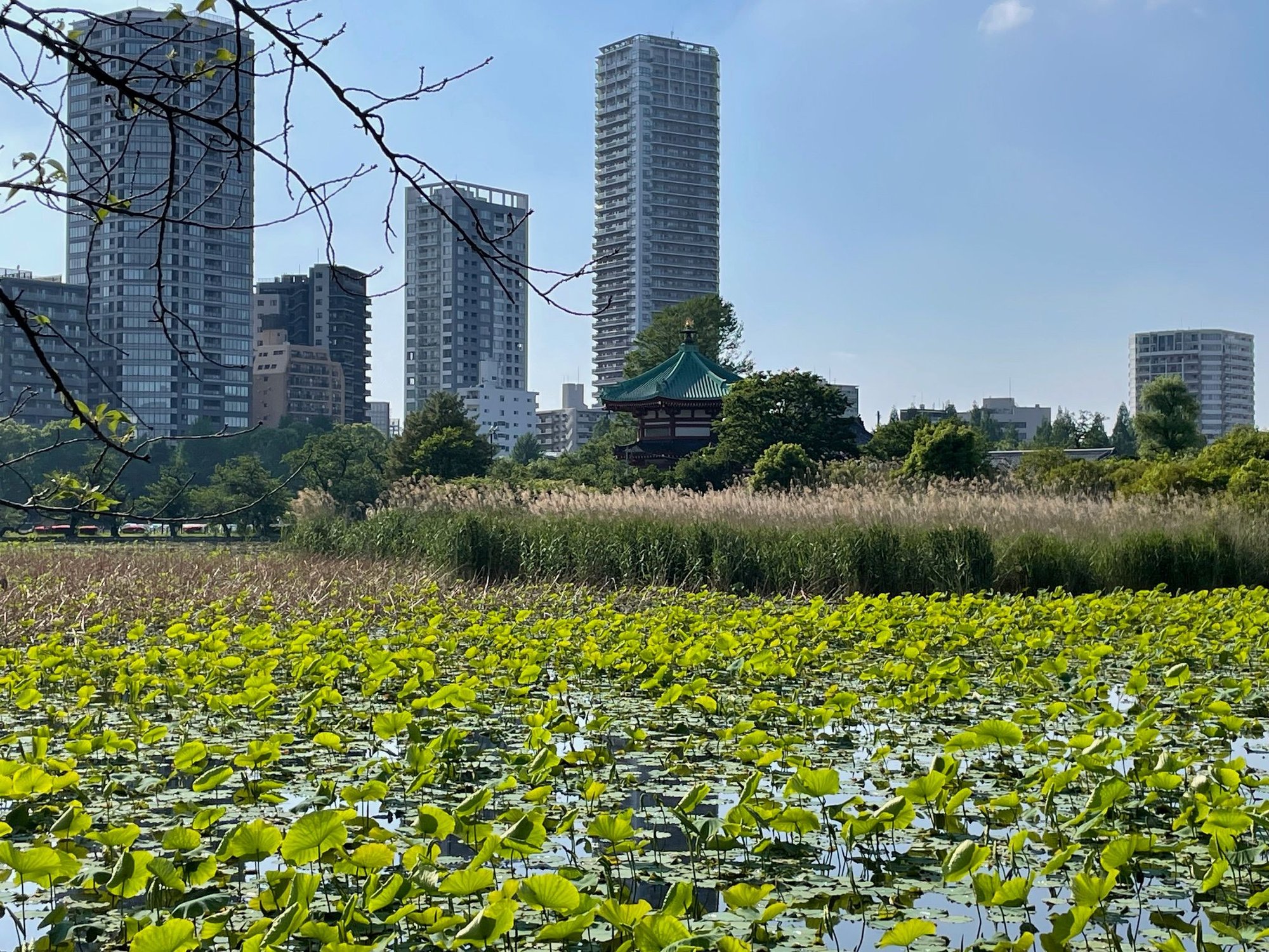 Lily pond in Ueno Park