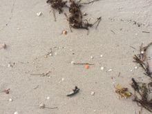 From this morning’s beach walk - I liked the bright orange shell in the middle.