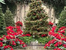 Tree at the end of the reflecting pool