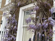 Spring wisteria 