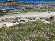 More wildflowers 