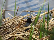 Coot on her nest