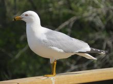 I guess posing for me.