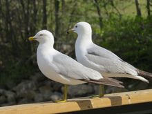 Five feet away and they are not flying away