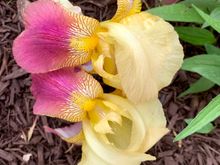 Richard, I have no idea what these are called, but you probably do.