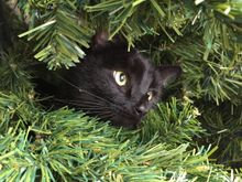 I’ve poated this before, but this is my Inky at Christmas!!