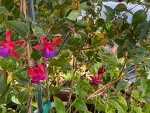 Had a great day of weed pulling! Working on dinner now. Starting to feel like spring here.