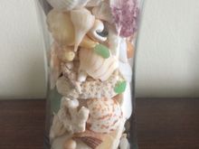 More shells we found on Miami Beach