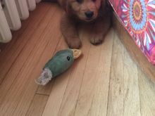 The new pup killed the duck.  I forgot how bitey puppies are. 