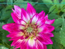 Took 5 whole months to bloom