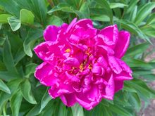 I know you love peonies, gruezi.