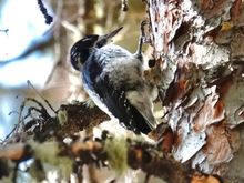 The Three-toed Woodpecker and all toes can be seen!