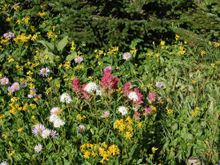 Wild flower meadow by the Iceberg Lake