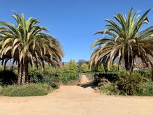 Two of my favorite things, palm trees and vineyards!