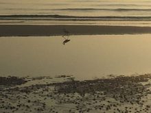 Sea bird on our early morning walks on the beach