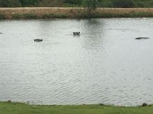 Hippos in lake out side our door
