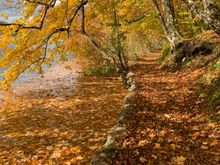 I love this pictures.  It was so nice to see and hear the leaves falling.  