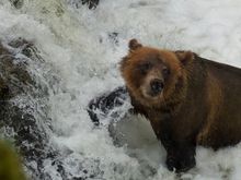 “Gotta be a salmon in here somewhere”