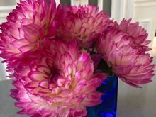 last of the frozen dahlias 